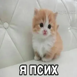 😸 Я псих kitten, cute, cat, animal, pet, domestic animal whatsapp sticker
