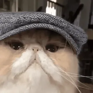 😎 cat, pet, hat, animal, cute, funny whatsapp sticker