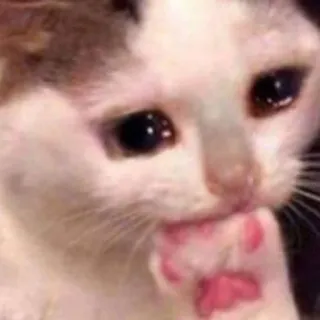 😭 แมว, ร้องไห้, เศร้า, มีม, สัตว์, สัตว์เลี้ยง telegram sticker