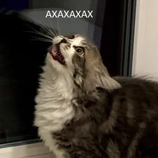 😂 AXAXAXAX gato, meme, animal, engraçado telegram sticker