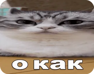 😦 О КАК Katze, Meme, Lustig, Tier telegram sticker