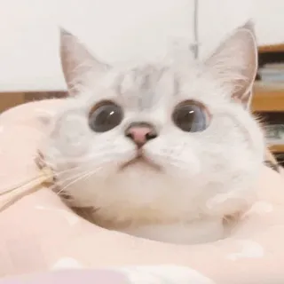 🌧 gatto, carino, animale, gattino, animale domestico, gatto domestico telegram sticker