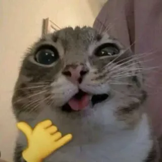 😜 cat whatsapp sticker