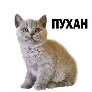😒 ПУХАН gato, gatinho, fofo, animal, animal de estimação, fofo whatsapp sticker