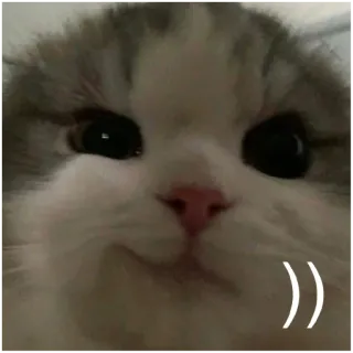 ☺️ cat, funny, meme, animal, pet telegram sticker
