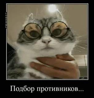 🌟 Подбор противников... mèo, kính, hài hước, meme, động vật, thú cưng, internet whatsapp sticker