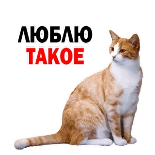 👍 ЛЮБЛЮ ТАКОЕ gato, animal, animal de estimação, gato ruivo, texto russo, amor whatsapp sticker