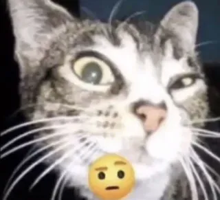 🤨 chat, animal, emoji, mème telegram sticker