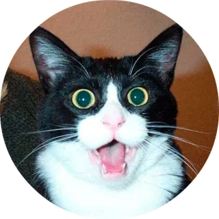 😙 chat, surpris, mème, animal, animal de compagnie telegram sticker