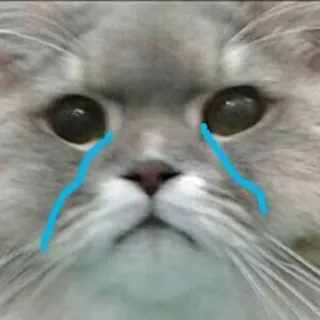 😢 chat, pleure, triste, mème, animal telegram sticker