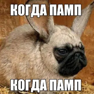 🤩 КОГДА ПАМП dog, rabbit, animal, meme telegram sticker