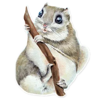 🐿 リス, 動物, げっ歯類, かわいい, 野生動物, 自然 whatsapp sticker