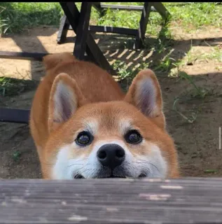 🐗 shiba inu, dog, cute, animal, pet, table, domestic animal telegram sticker