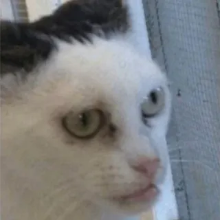 😐 chat, animal de compagnie, animal, animal domestique, félin, mammifère telegram sticker