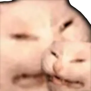 👨 gatto, meme, divertente, animale domestico, animale telegram sticker
