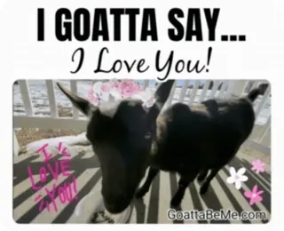 ❤️ I GOATTA SAY...I Love You! ヤギ, 愛, 動物, かわいい, 面白い, 挨拶, バレンタイン telegram sticker