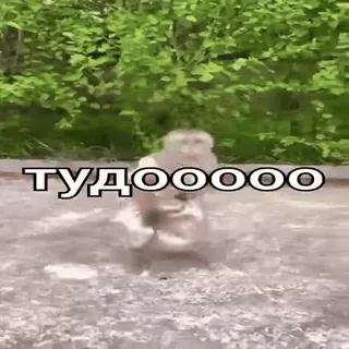 😠 тудоооооо singe, texte, russe, animal whatsapp sticker