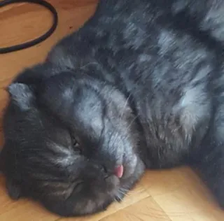😵 cat, animal, pet, mammal, feline, domestic cat, sleeping whatsapp sticker