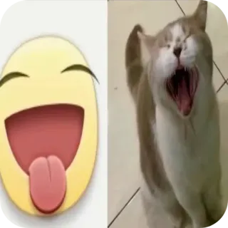 🐱 Emoji, Chat, Rire, Bâillement, Drôle, Mème, Sticker telegram sticker