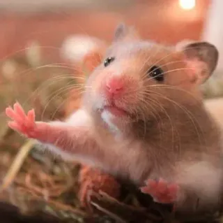 🤗 hamster, doigt d'honneur, impoli, animal, rongeur, drôle, mignon telegram sticker