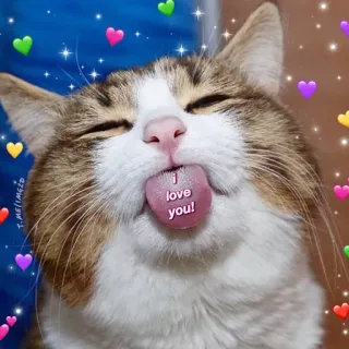 ❤️ I love you! chat, autocollant, amour, cœur, mignon, animal, langue telegram sticker