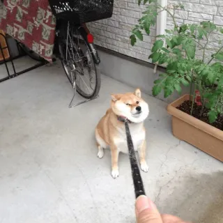 😠 chien, Shiba Inu, mignon, animal, animal de compagnie, laisse whatsapp sticker