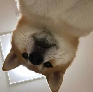 😶 cão, shiba inu, animal, animal de estimação, de cabeça para baixo, fofo whatsapp sticker