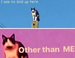 😎 I see no God up here
Other than ME gatto, meme, dio, animale, divertente telegram sticker