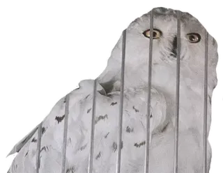 harry potter telegram stickers