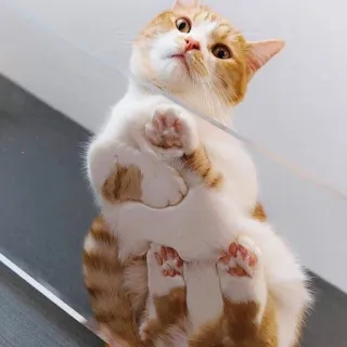 🍑 cat, cute, pet, animal, feline, glass, bottom view telegram sticker