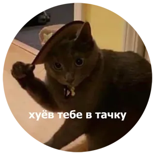 ❤️ хуёв тебе в тачку kat, hoed, aanstootgevend, russisch whatsapp sticker
