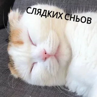 😴 СЛЯДКИХ СНЬОВ gatto, dormire, carino, gattino, sogni whatsapp sticker