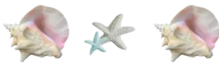 🤩 conchiglia, stella marina, spiaggia, oceano, mare telegram sticker