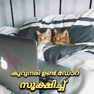 😂 കുറുനരി ഉണ്ട് ദോരാ സൂക്ഷിച്ച katten, laptop, dieren, bed telegram sticker