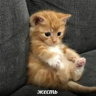 🪦 жесть kitten, cat, cute, animal, orange tabby, domestic cat telegram sticker