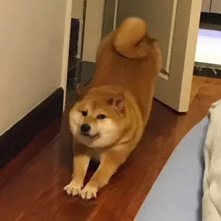 🏷 chó, shiba inu, thú cưng, động vật, giãn cơ telegram sticker