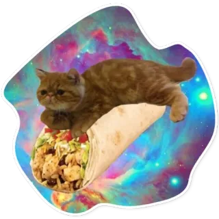 🌯 kot, taco, śmieszne, kosmos, mem, jedzenie, egzotyczny krótkowłosy telegram sticker