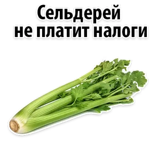 Facts About Celery @stickersb2b telegram stickers