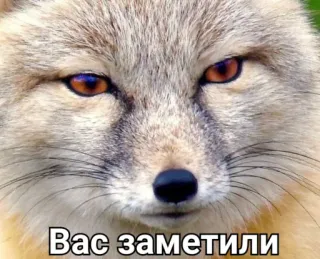 👀 Вас заметили raposa, animal, meme, engraçado, esperto, alerta telegram sticker