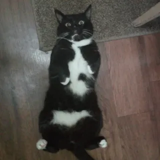 🙀 gato, gato smoking, animal, animal de estimação, gato doméstico, deitado, gato engraçado whatsapp sticker
