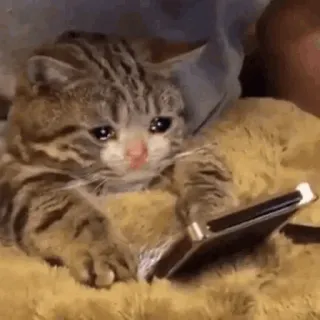 🐈 gatto, gattino, triste, piangere, telefono, animale, meme whatsapp sticker