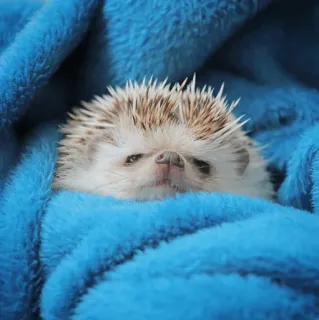 🦔 egel, dier, schattig, blauw, deken, slaperig, huisdier telegram sticker