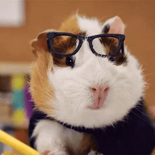 👓 guinea pig, animal, pet, glasses, cute, rodent telegram sticker