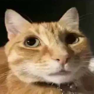 😣 Gato Meme whatsapp sticker