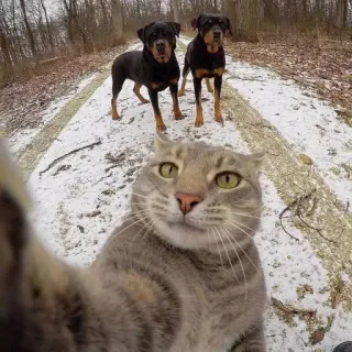 🕶 Katze, Hunde, Selfie, Tiere, Haustiere, Schnee telegram sticker