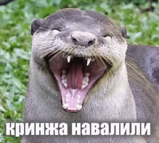 😁 кринжа навалили otter, animal, meme, funny, joke telegram sticker