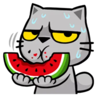 🍉 cat, watermelon, food, animal, sticker telegram sticker