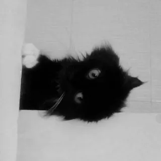 🙃 gatto, animale domestico, animale, bianco e nero, animale domestico, gattino telegram sticker