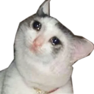 😟 kucing, sedih, menangis, meme, hewan, ekspresi telegram sticker
