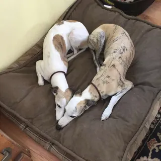 ❤ chiens, animaux, animaux de compagnie, coeur, amour, whippets telegram sticker
